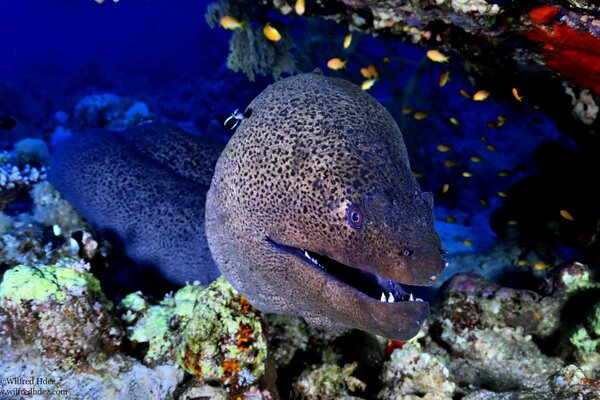 Murena nage dans un récif de corail