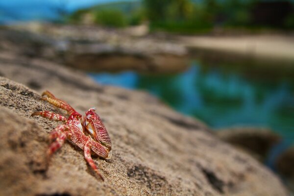 Crabe rouge sur la pierre au bord de l eau