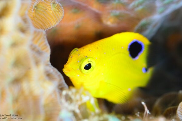 Pesce giallo nascosto nella pietra