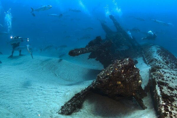 Marine animals with people in the underwater world