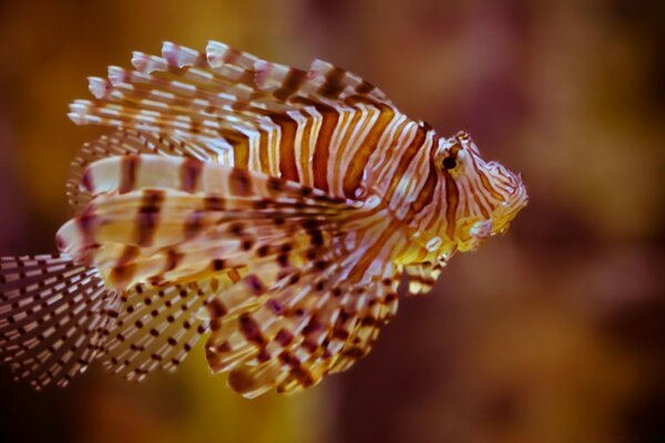 Marine invertebrate fish, multicolored