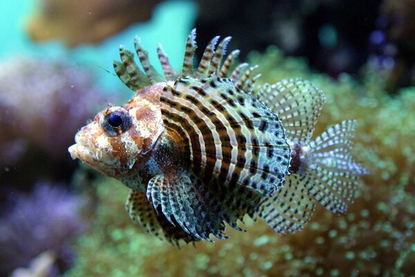 Exotischer gestreifter Fisch sieht aus