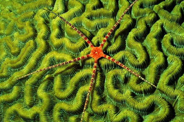 Estrela do mar sobre um fundo verde Debaixo d água