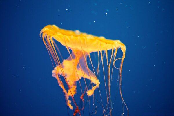 Golden jellyfish in the blue sea