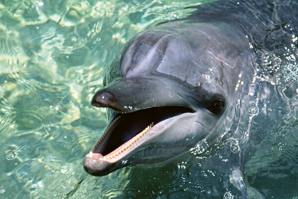 A cheerful dolphin in clear water