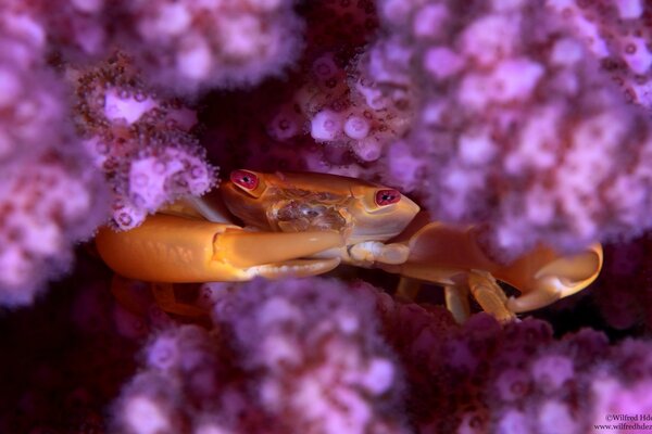 Crabe sur fond de corail lilas