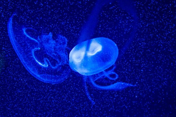 Jellyfish on a bright blue background