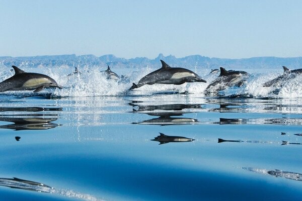 A floating flock of dolphins above the surface of the water