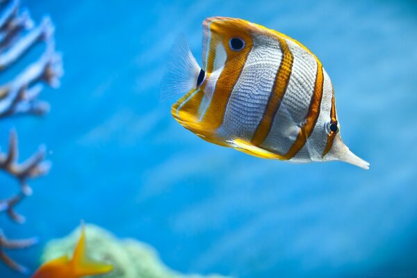 Striped fish swims underwater