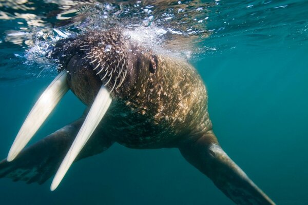 Morsa con enormes colmillos en el mar