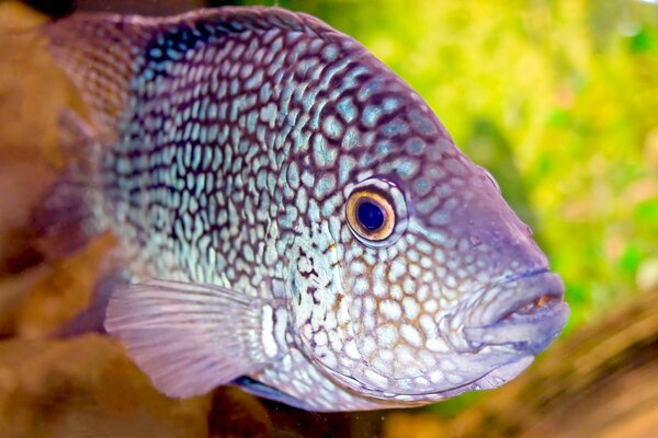 Exotisches Aquarium mit Fischen im Ozeanarium