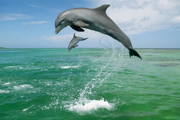 Two jumping dolphins in the afternoon color photo