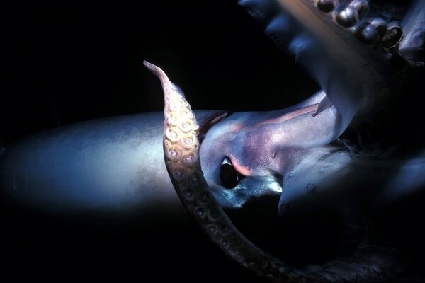 Octopus tentacles on a dark background