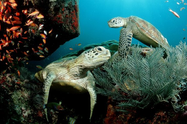 Duas tartarugas em um recife de coral