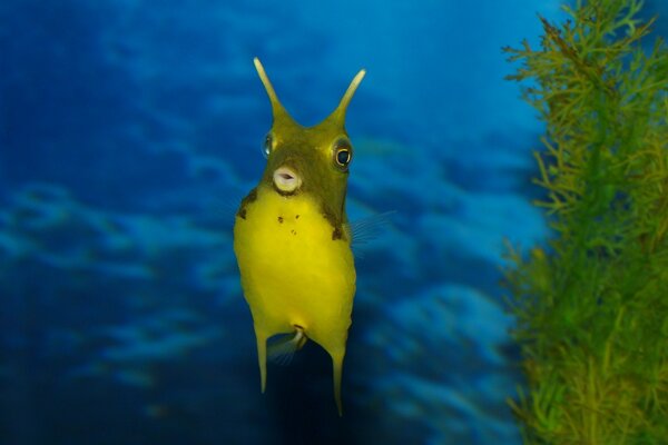 Bébé vert nage dans la mer