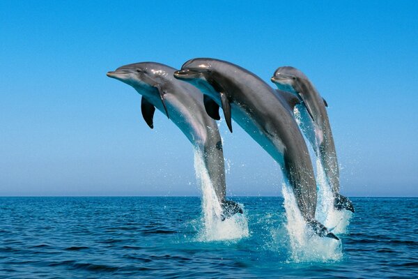 Delfini bonari in un vasto oceano