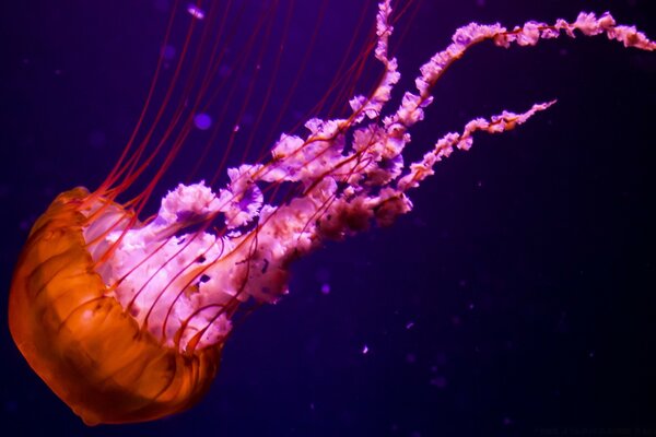 Primo piano di Medusa rosa galleggiante