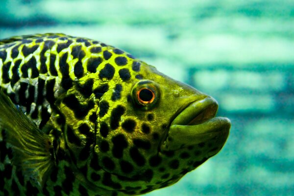 Photo marine animal of tropical fish