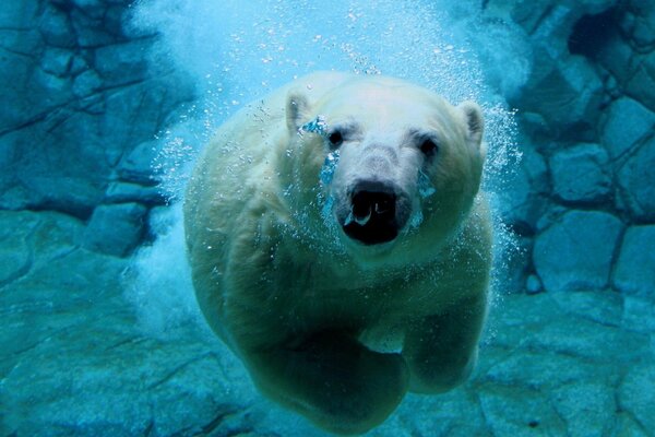 Polar bear hunts underwater