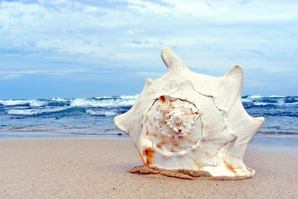 Gran concha en la playa del mar, en la arena