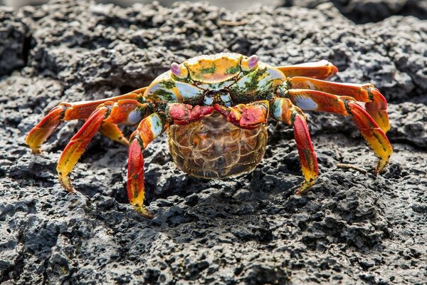 Bright colored sea crab on a rocky background