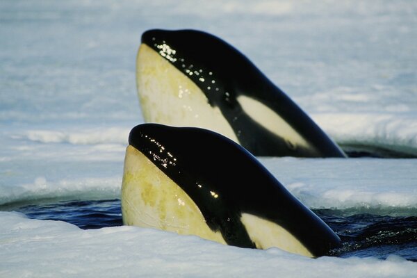 Animaux marins dans l eau froide, sorti à moitié à l air libre