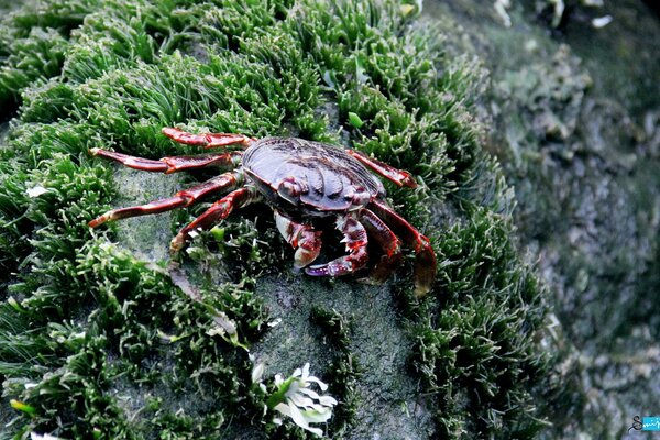 Crabe sur fond d algues sous l eau