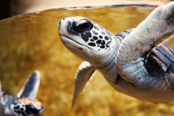 Baby turtles in the open sea