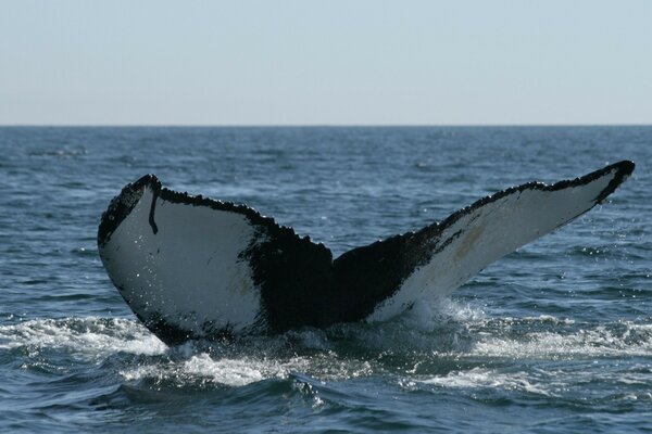 Whale s tail above the water in the sea