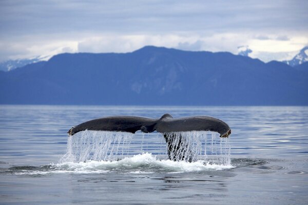 Marine animals, inhabitants of the sea