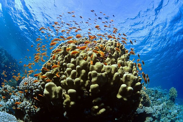 Beaucoup de petits poissons autour du corail