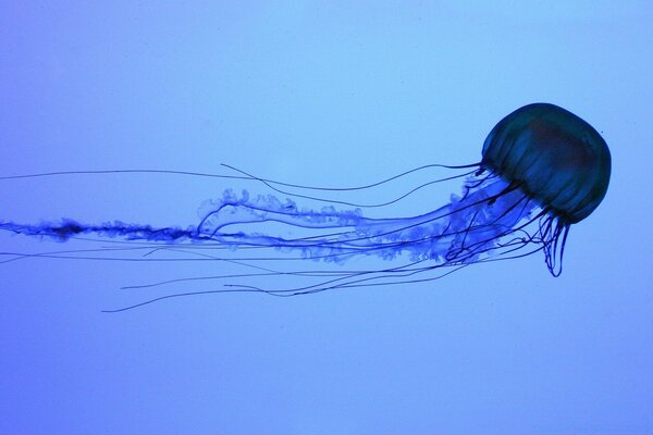 Qualle in Bewegung auf blauem Hintergrund