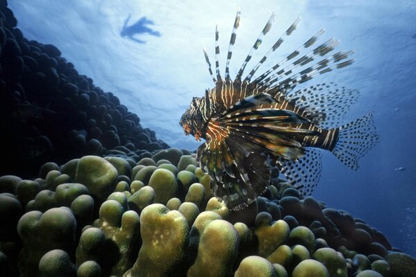 Sea fish under water nearby man