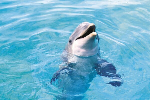 Dolphin swims in clear water