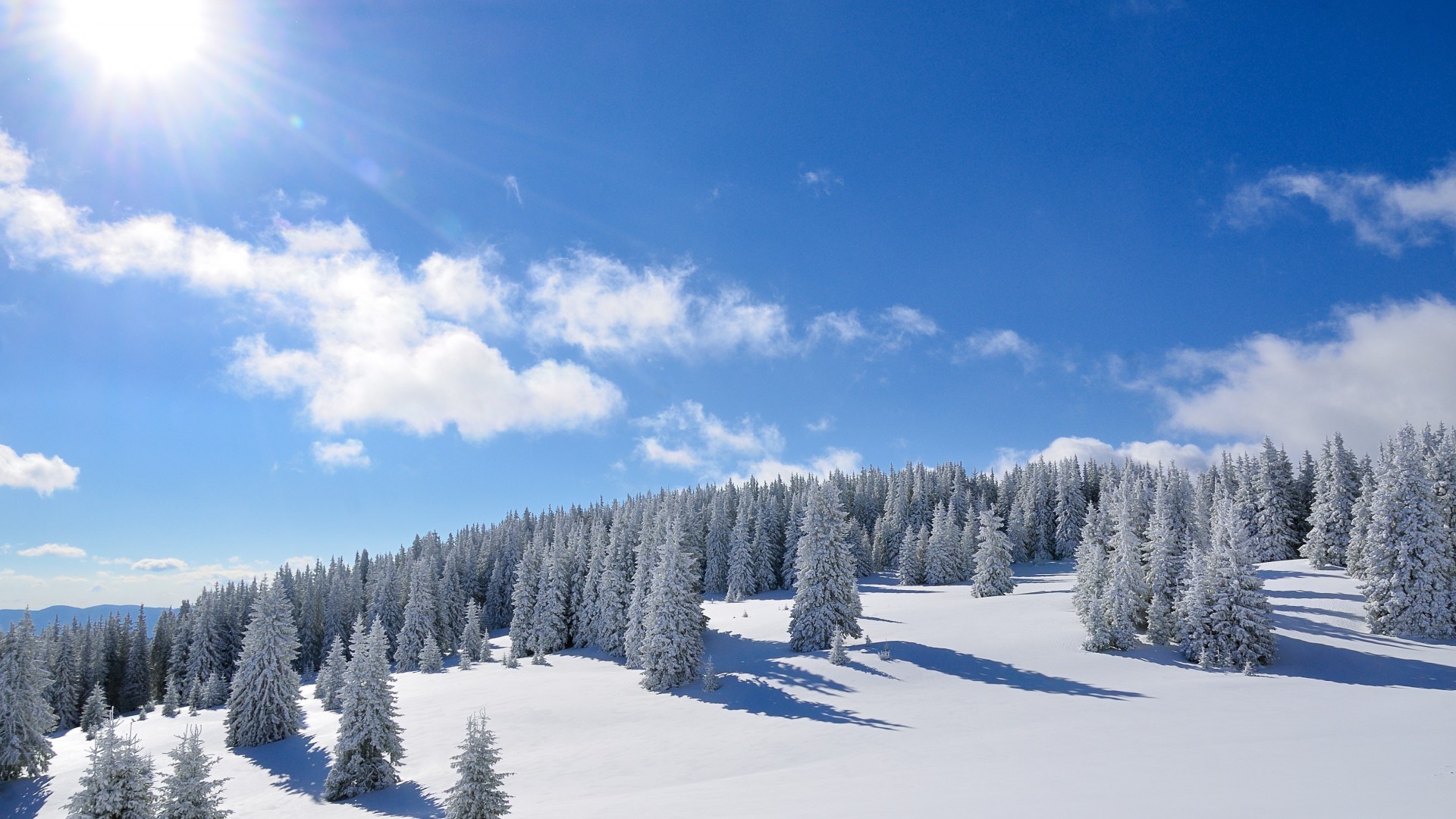 winter snow cold frost frozen ice wood snowy weather season fir landscape scenic snowdrift snowstorm evergreen tree frosty powder