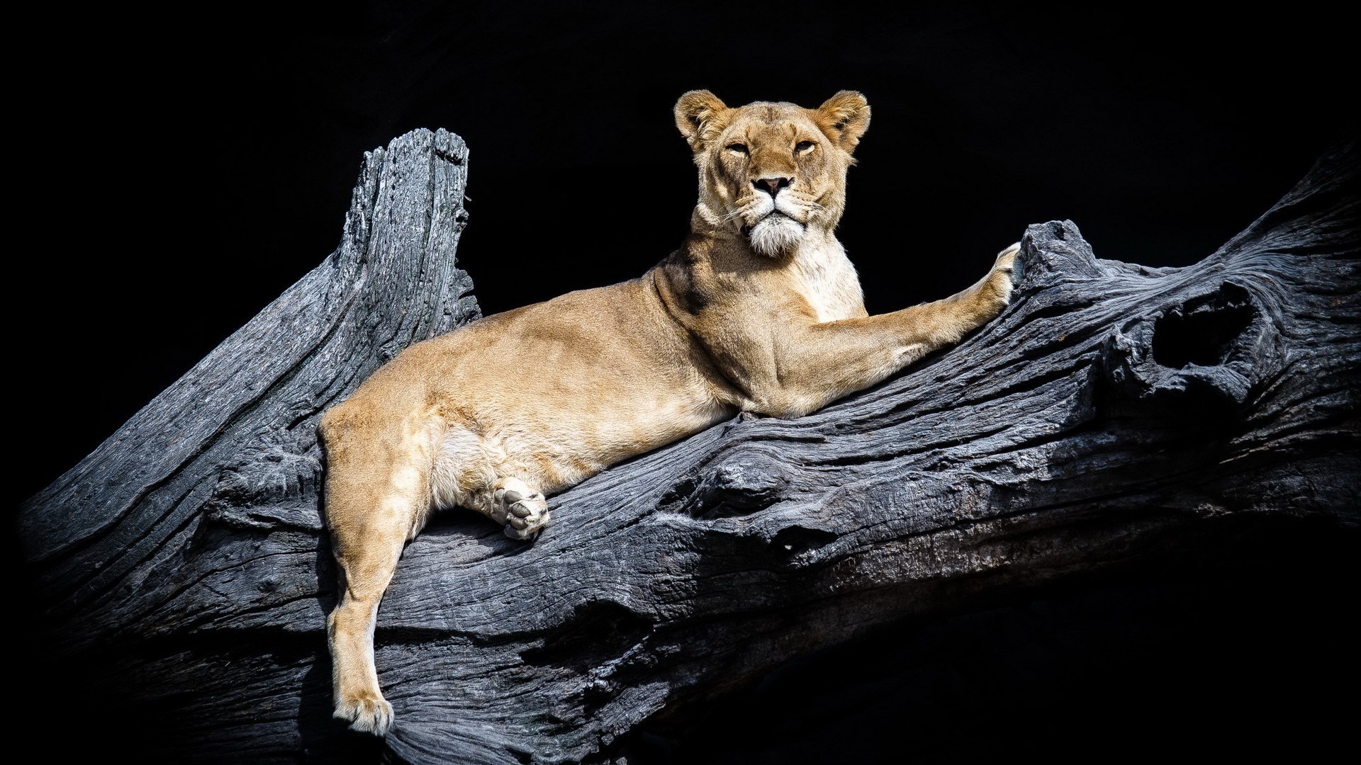 leoni mammifero fauna selvatica gatto leone natura selvaggio animale uno zoo ritratto cacciatore predatore