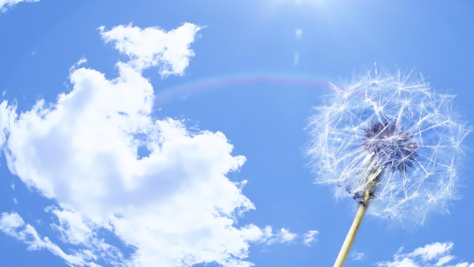 flowers sky nature summer wind downy outdoors bright fair weather weather light dandelion sun environment color freedom