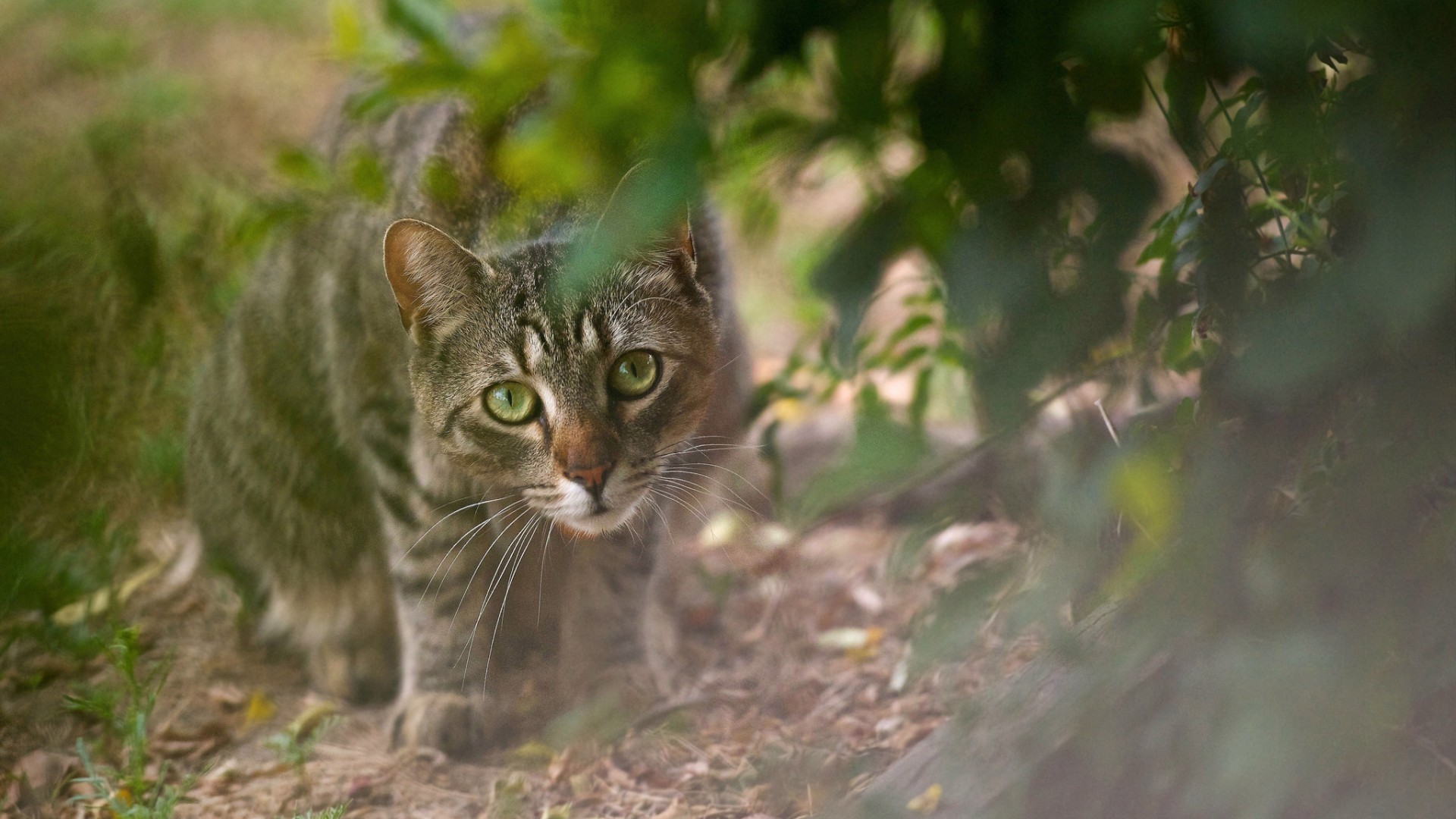 chats nature chat mignon à l extérieur animal fourrure oeil mammifère portrait herbe petit jeune sauvage jardin