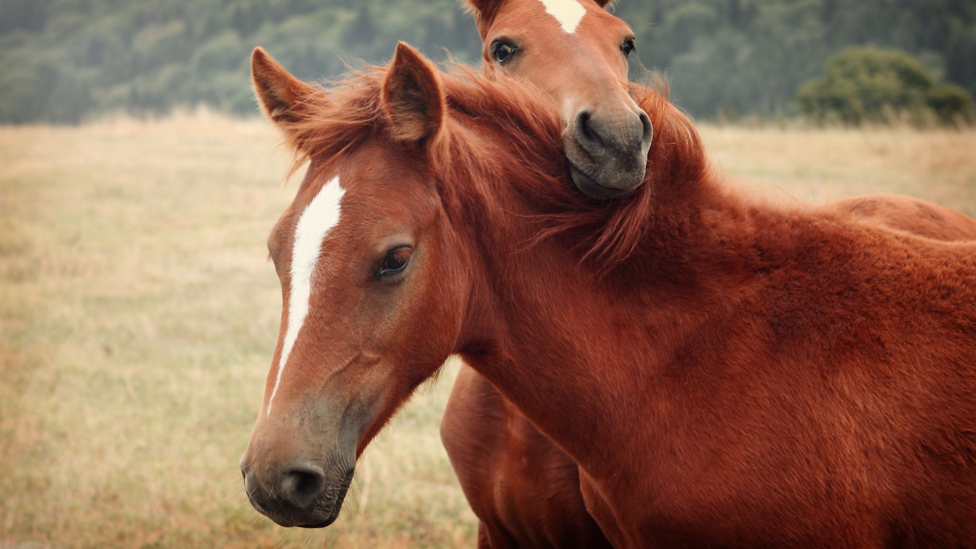 pferd tier kavallerie mare säugetier bauernhof pferd hengst pferdezucht gras manet heuhaufen weide feld reittiere lebende tiere ponys des ländlichen natur landwirtschaft