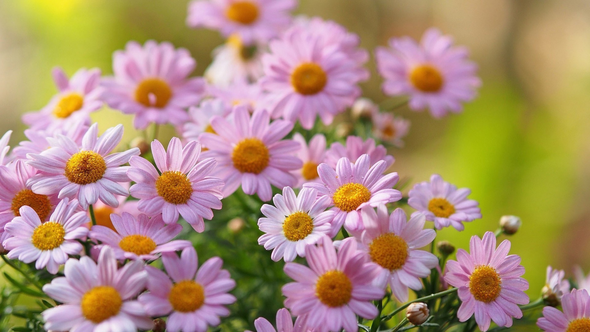 kwiaty kwiat natura lato flora ogród bluming jasny kwiatowy płatek kolor liść bukiet zbliżenie sianokosy stokrotki wzrost pole piękne na zewnątrz