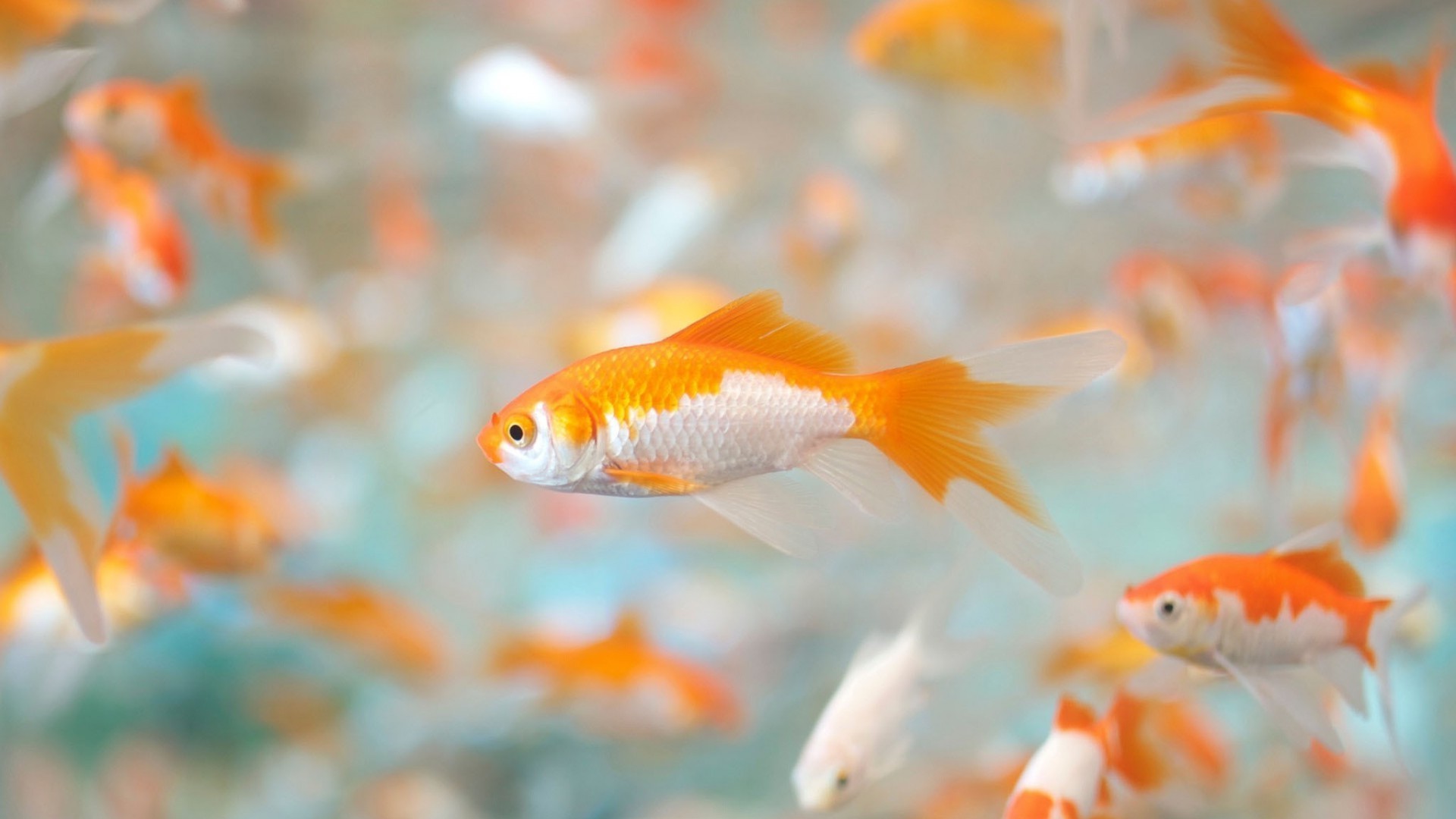 animals goldfish aquarium fish underwater tank swimming fishbowl water carp nature tropical fin aquatic ocean sea marine turquoise freshwater pet