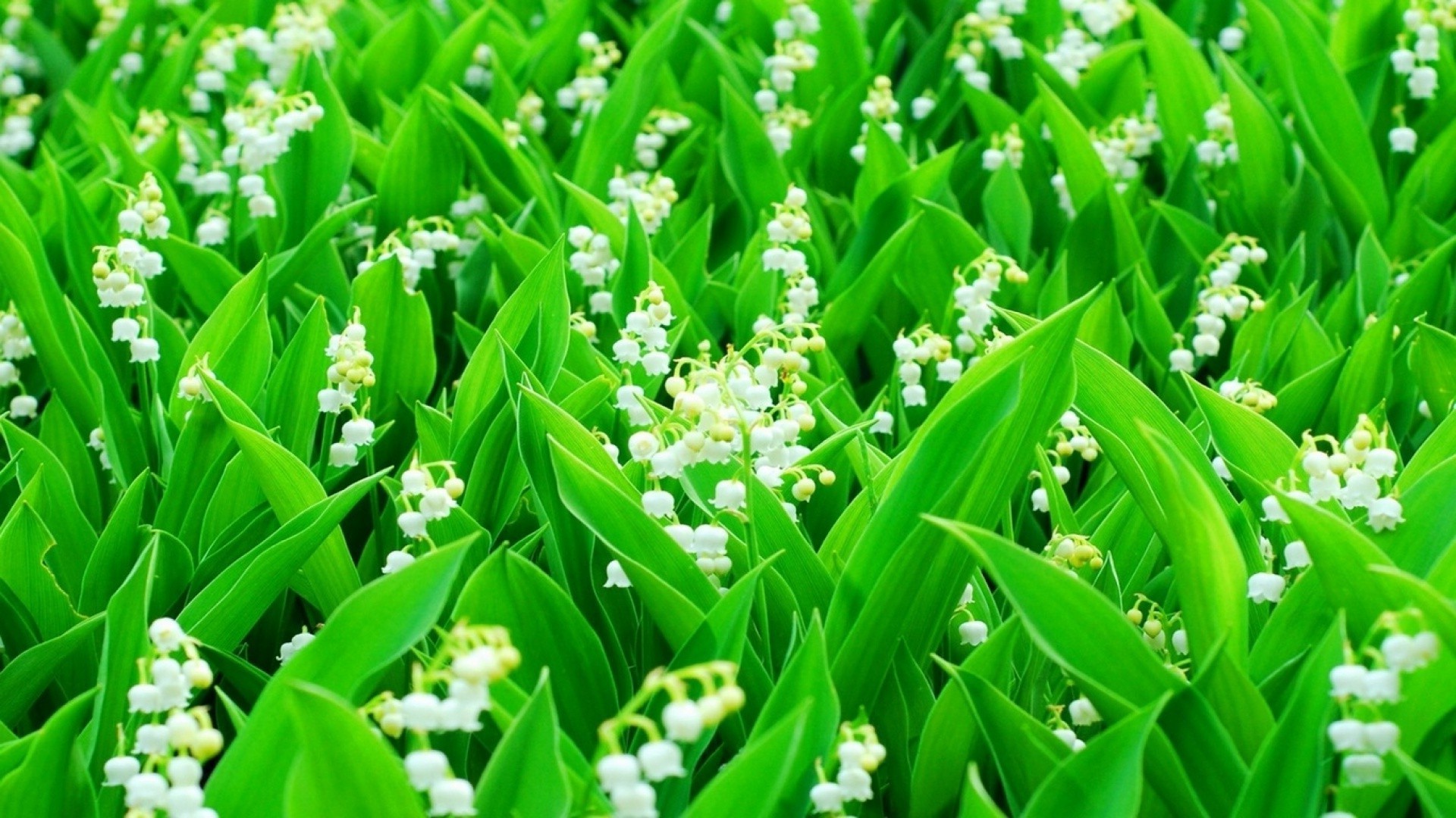 blumen blatt gras natur flora wachstum garten im freien feld jahreszeit ostern sommer gutes wetter rasen