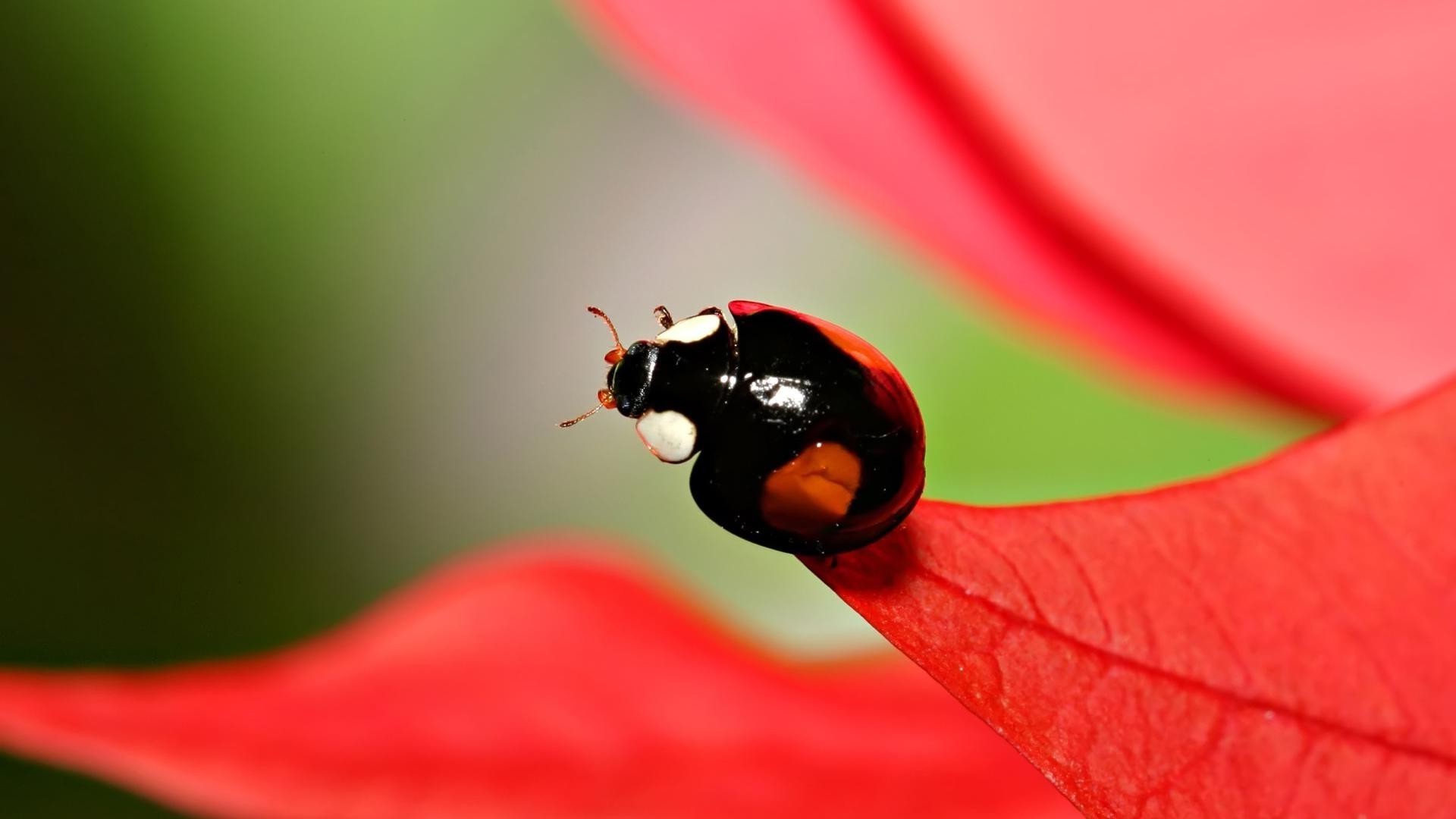 herbívoro naturaleza mariquita hoja lluvia insecto escarabajo verano al aire libre flora pequeño brillante