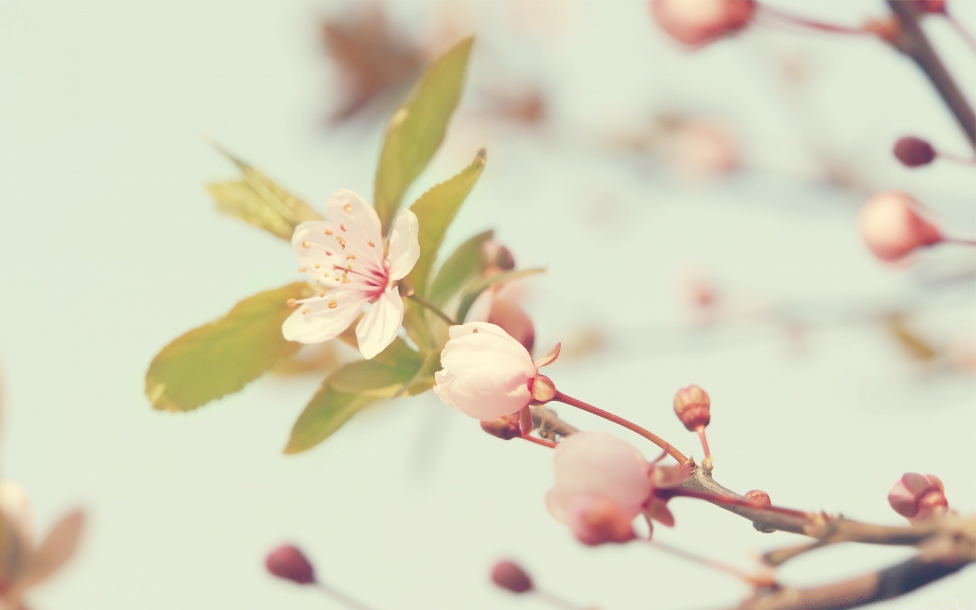 makro fotoğrafçılığı çiçek doğa kiraz şube yaprak flora bulanıklık ağaç narin