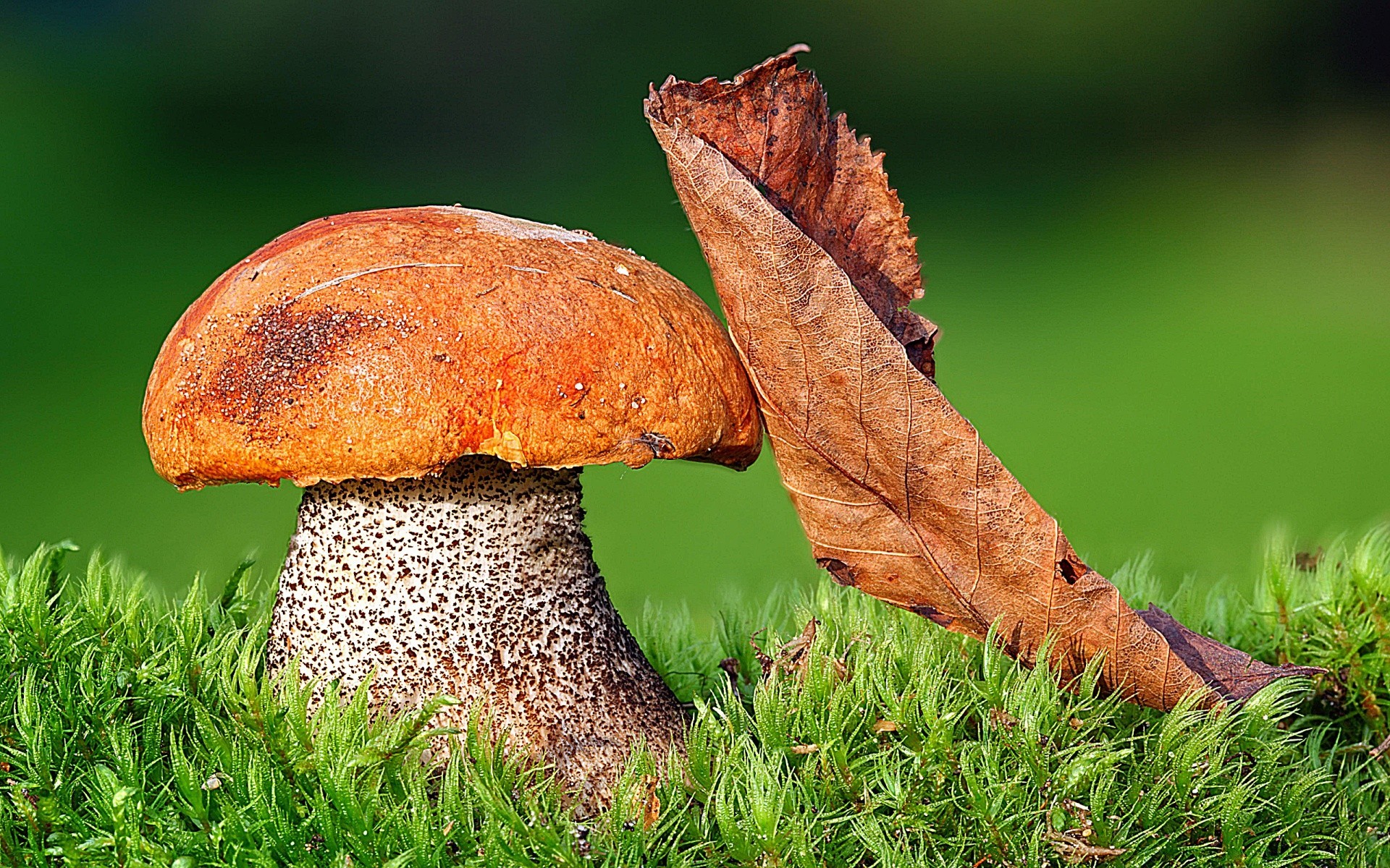 macro nature herbe champignon automne gros plan champignon feuille bois flore nourriture à l extérieur