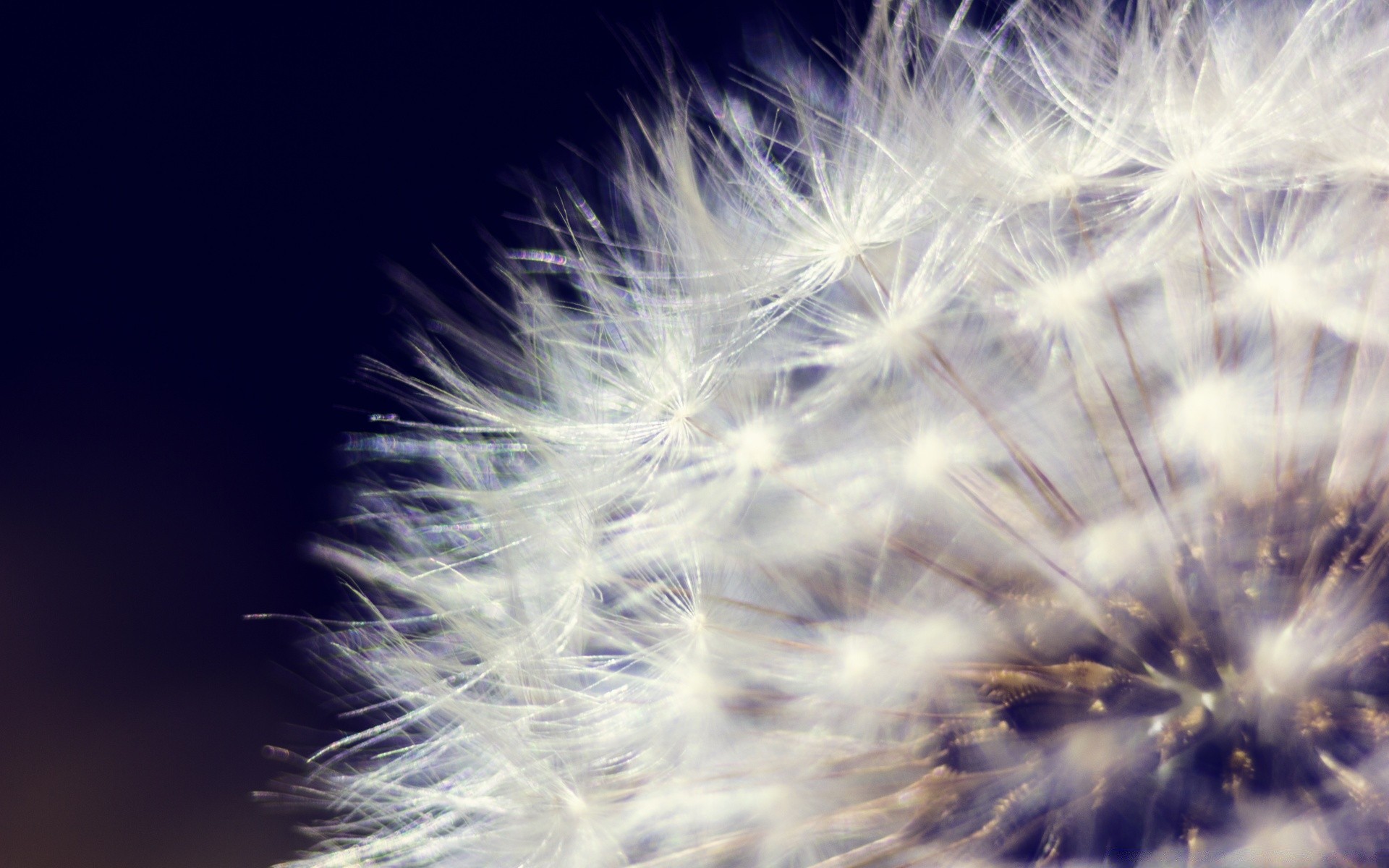 macro dente de leão para baixo suavidade abstrato cabelo delicado chama cor brilhante natureza luz vento fluff área de trabalho verão arte bela semente fogos de artifício