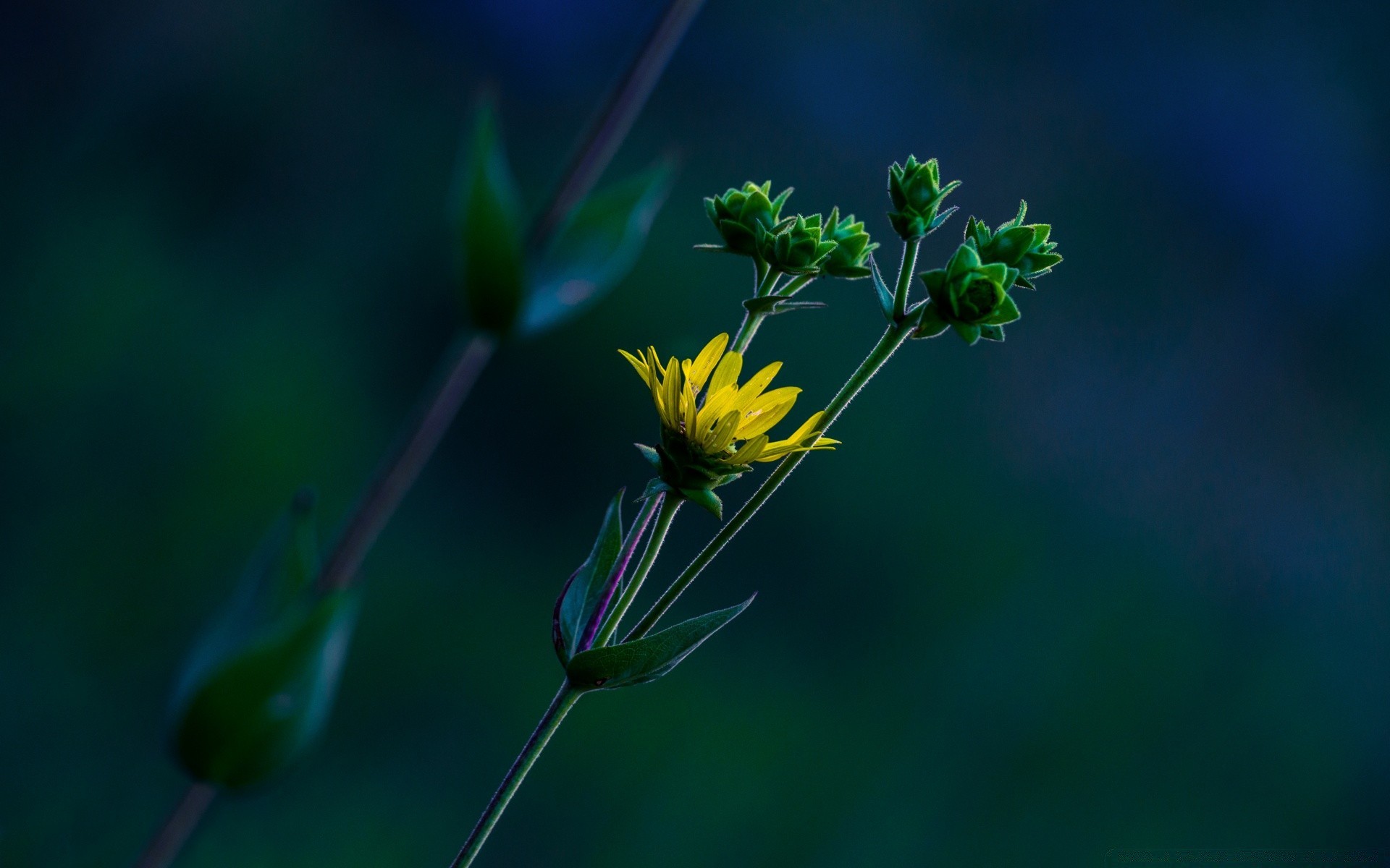 makroaufnahme natur flora blume blatt sommer wachstum im freien garten farbe umwelt insekt