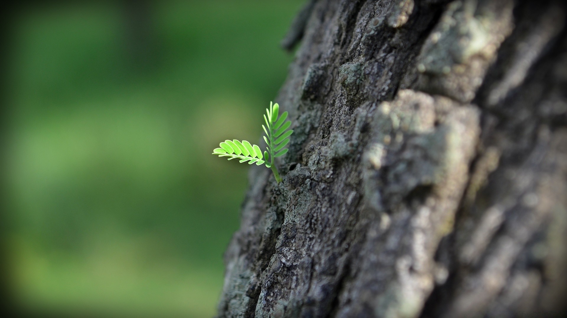 makroaufnahme natur blatt wachstum im freien holz holz flora sommer unschärfe umwelt wenig ökologie