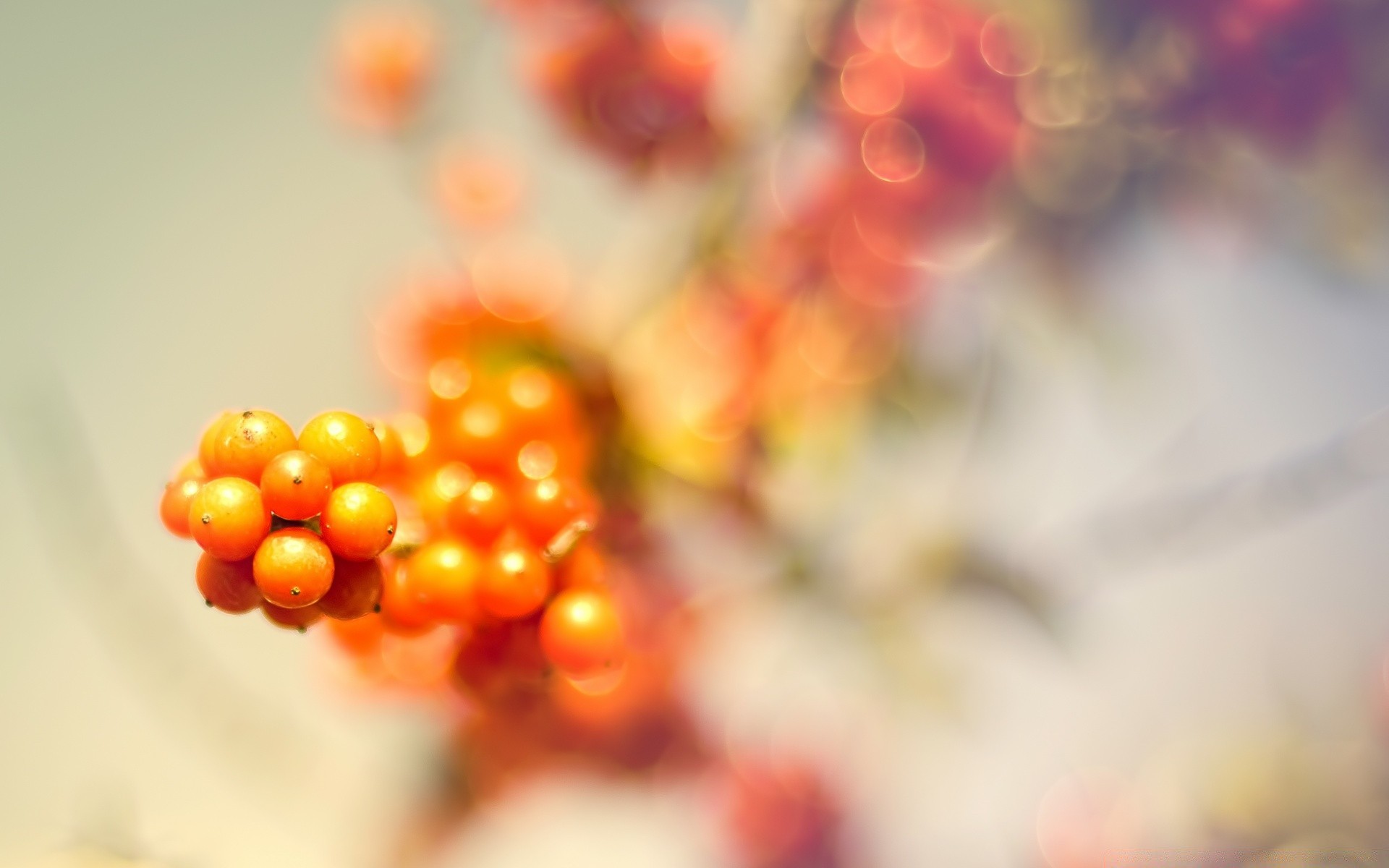 macro borrão cor brilhante natal natureza foco desktop outono folha baga decoração brilha fruta volta