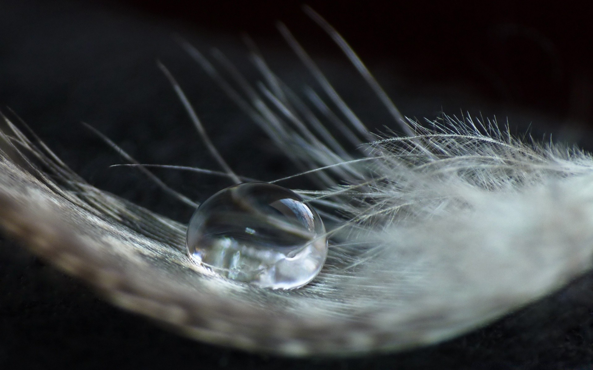 macro acqua luce desktop astratto goccia rotondo close-up